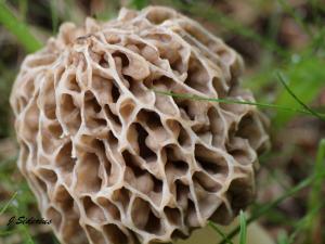 Morel
