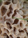 Morel