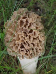 Morel