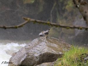 Two Dipper young begging in the mist from Cottonwood Falls