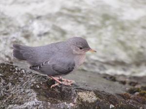 Watching for an opportunity