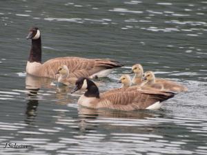 Protecting the young goslings