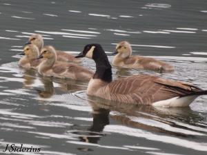 The goslings I saw last year from the same pair?