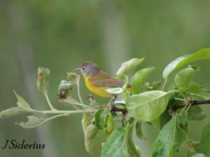 MacGillivray's Warbler