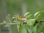 Orange-crowned Warbler