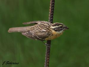 Female Black-headed Grosbeak