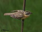Female Black-headed Grosbeak