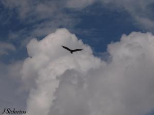 The classic flight profile of a Turkey Vulture