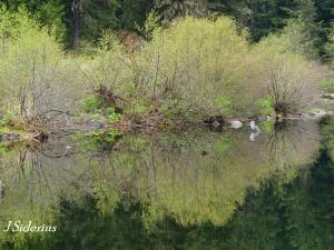A mountain stream in early spring