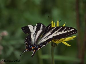 Pale Swallowtail - did a bird snip that wing tip?  The butterfly survived to fly another day.