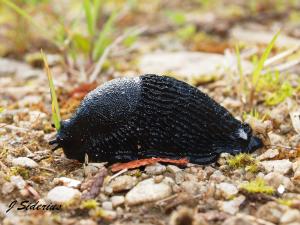 European Black Slug