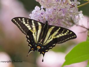 Pale Swallowtail