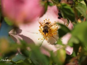 A syrphid fly - if it looks like a bee, acts like a bee and sounds like a bee - it could be a fly!