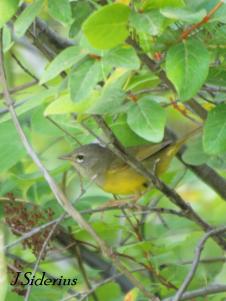 MacGillivray's Warbler