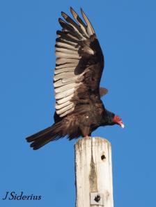 Drying wings in the sun