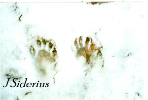 Raccoon tracks