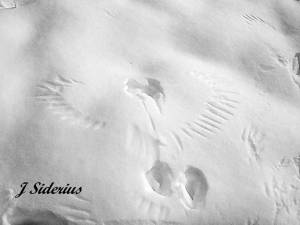 Raven tracks