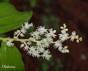 False Solomen's Seal: cut the rhizome and there will be a six-pointed star