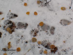 Black bear sow and cub tracks in late fall