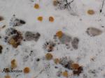 Black Bear Sow and Cub&nbsp;Tracks