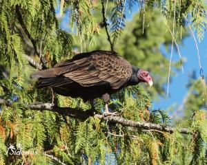 Perched near a dead elk dumped in the bush