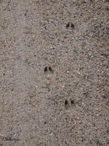 White-tailed Deer tracks