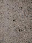 white tail deer&nbsp;track