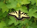 Tiger Swallowtail