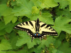 Western Tiger Swallowtail