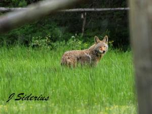 Leave? or keep hunting ground squirrels?