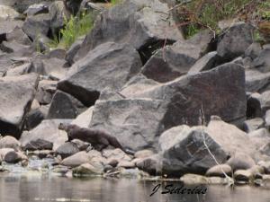 Otter checking for more turtles?