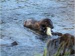 Northern Otter