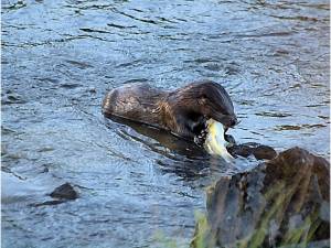 Otter eating fish