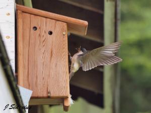 Building a cozy nest