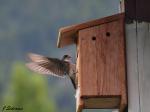 Tree Swallow