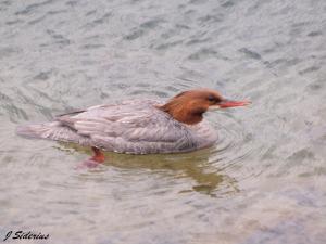 Common Merganser Female