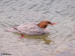 Common Merganser Female
