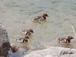 Common Merganser Chicks