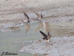 Cliff Swallows collecting mud for nests