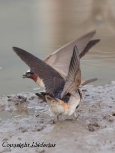 Cliff Swallows gathering mud.  A photo from last year.