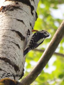 A Hairy Woodpecker feeding a large, caterpillar? to nestlings