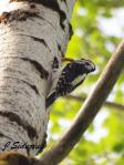 Hairy Woodpecker