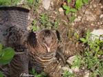 Ruffed Grouse