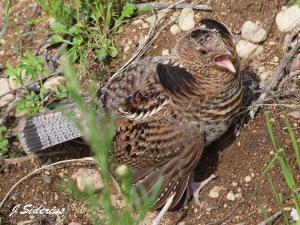 I am big, loud and scary!  Go Away!