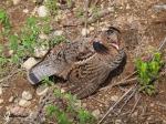 Ruffed Grouse