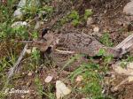 Ruffed Grouse