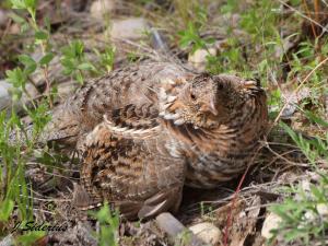 Look at me - not my chicks.