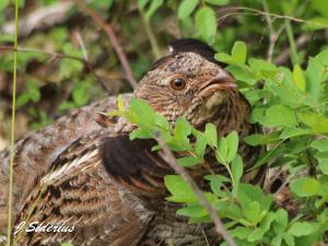 Are you still here? Follow me!