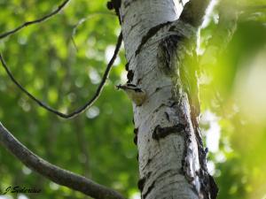 Hairy Woodpecker leaving after cleaning up the nest