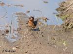 Barn Swallow